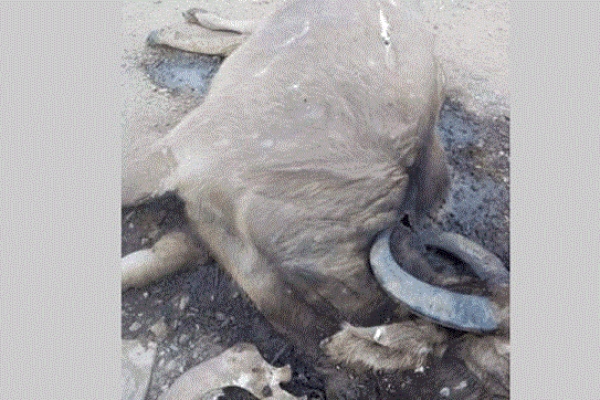 হঠাৎ মিয়ানমারে ম'রছে শত-শত মহিষ!