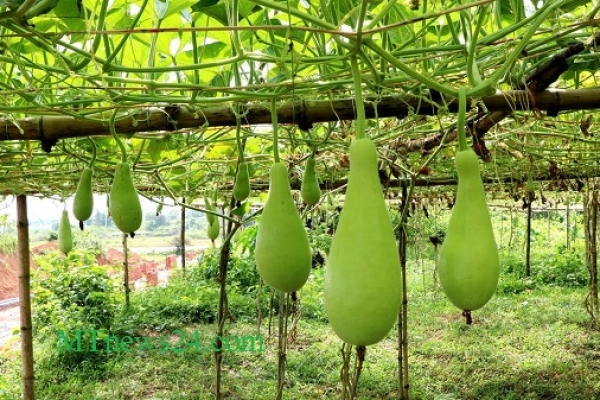 কানাডায় লাউয়ের কেজি ৪০০ টাকা! বাংলাদেশ থেকে আসা সবজির দাম আরও বেশি