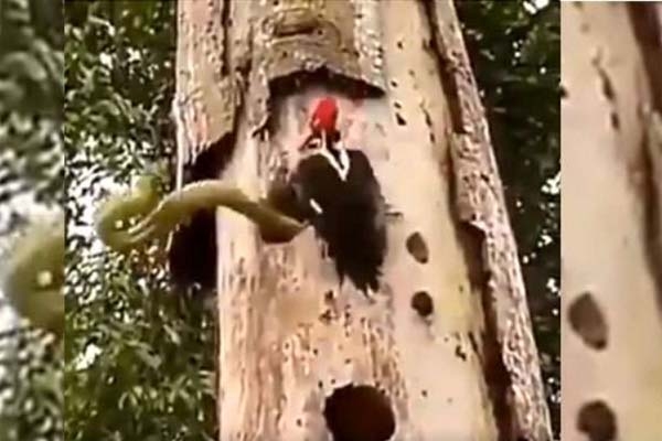 সন্তানদের সাপের হাত থেকে বাঁচাতে মায়ের ভ'য়'ঙ্কর ল'ড়াই, ভিডিও ভাইরাল