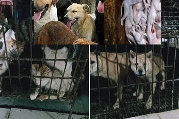  অবশেষে চীনের শেনচেন শহরে কুকুর, বেড়াল, সাপ,ব্যাঙ খাওয়ার ওপর নিষেধাজ্ঞা জারি