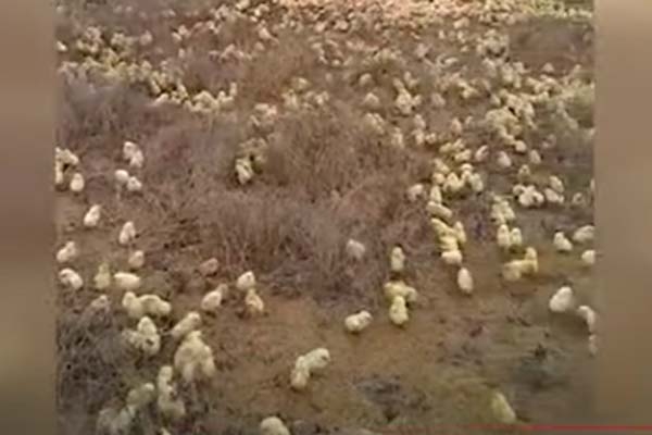 লকডাউনে ফেলে দেয়া কয়েকশো ডিম থেকে মুরগির বাচ্চা!