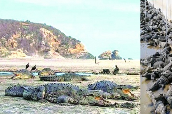 হঠাৎ সৈকতের দিকে উঠে আসছে শত শত কুমির