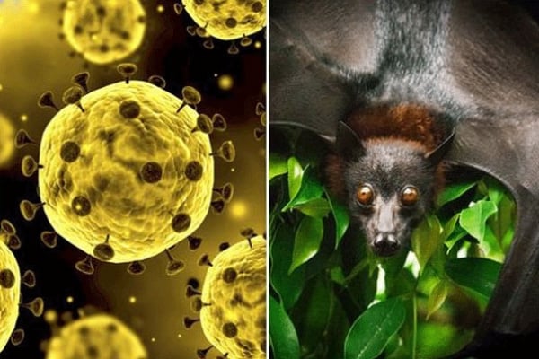চাঞ্চল্যকর তথ্য! বাদুড় থেকে করোনা সং'ক্রমণ হাজার বছরে একবার ঘটে