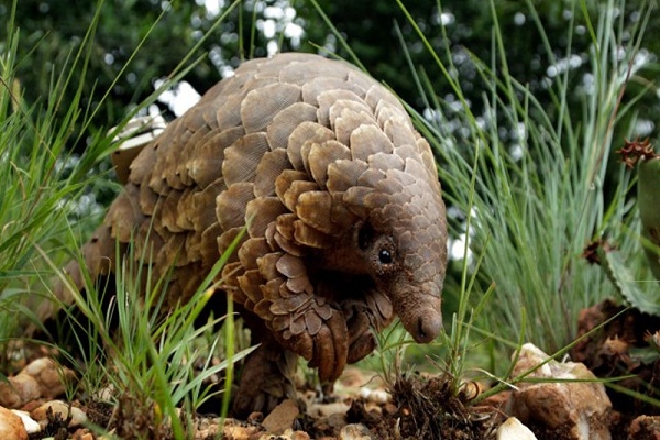 করোনার কালো থাবা, বিলুপ্তপ্রায় প্যাঙ্গোলিনের প্রতিশোধ নয় তো?