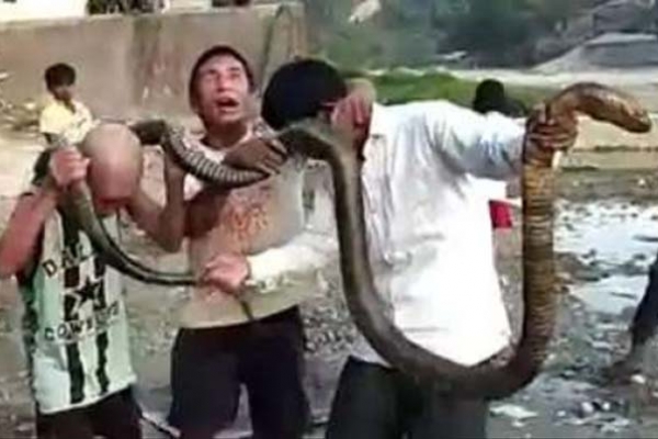 লকডাউনে মাংস নেই, ১০ ফুটের কিং কোবরা সাপ মে'রে খেলেন অরুণাচলের তিন যুবক!