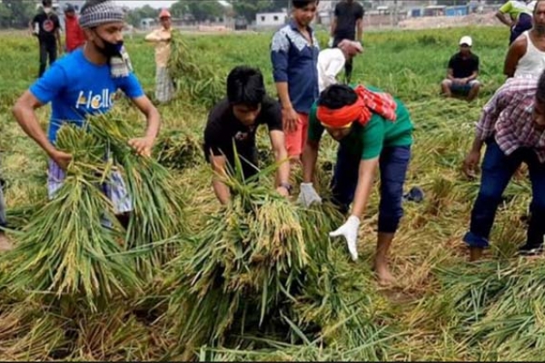 কৃষকের ধান কেটে বাড়ি তুলে দিলেন ছাত্রলীগ নেতাকর্মীরা