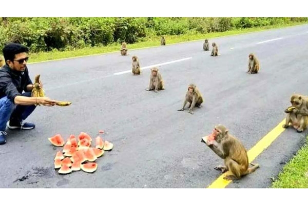 মানুষ না মানলেও মানছে অবলা পশুরা, সামাজিক দূরত্ব বজায় রেখে ফল খাচ্ছে বানর!