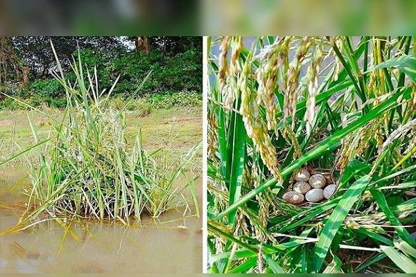 ডিম রয়েছে, আসছে নতুন জীবন! পাখির বাসা রেখেই তবে ধান কা'টলেন কৃষক