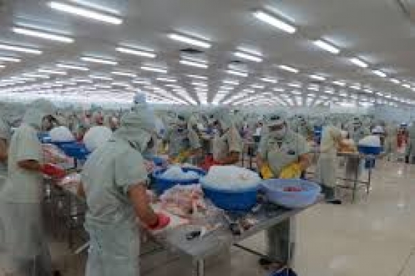 মাছ কারখানায় একজনের মাধ্যমে আ'ক্রা'ন্ত ৫৩৩ শ্রমিক!