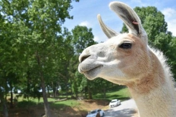 করোনার অ্যান্টিবডির সন্ধান করতে গিয়ে গবেষকরা পেলেন এক আশ্চর্য তথ্যের সন্ধান!‌