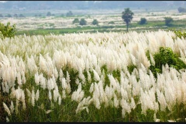 নির্মল হাওয়ায় শরতের কাশফুল