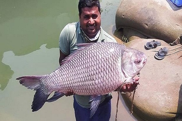 ১৯ কেজি ওজনের একটি কাতল মাছ সাড়ে ২৮ হাজার টাকায় বিক্রি