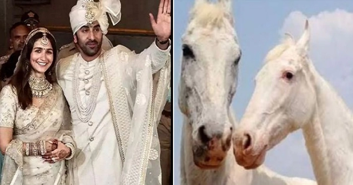 রণবীর-আলিয়ার বিয়েকে কেন্দ্র করে আরেক মন ভাল করার খবর