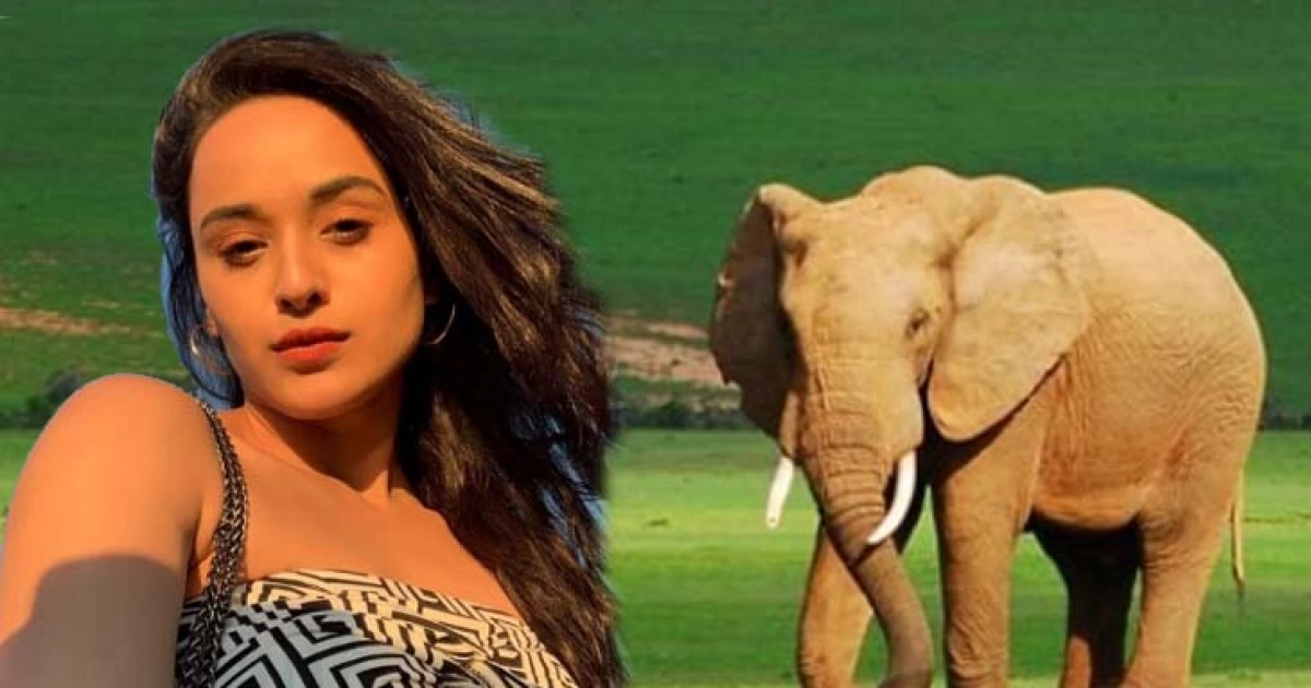 হাতির মলের জুস পান! কল্পনাতীত কাজ করে বসলেন অভিনেত্রী