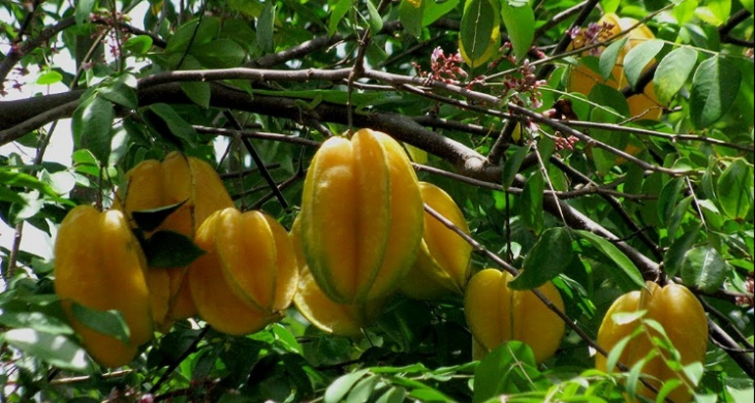 কামরাঙ্গা ফলের উপকারিতা জানলে অবাক হবেন