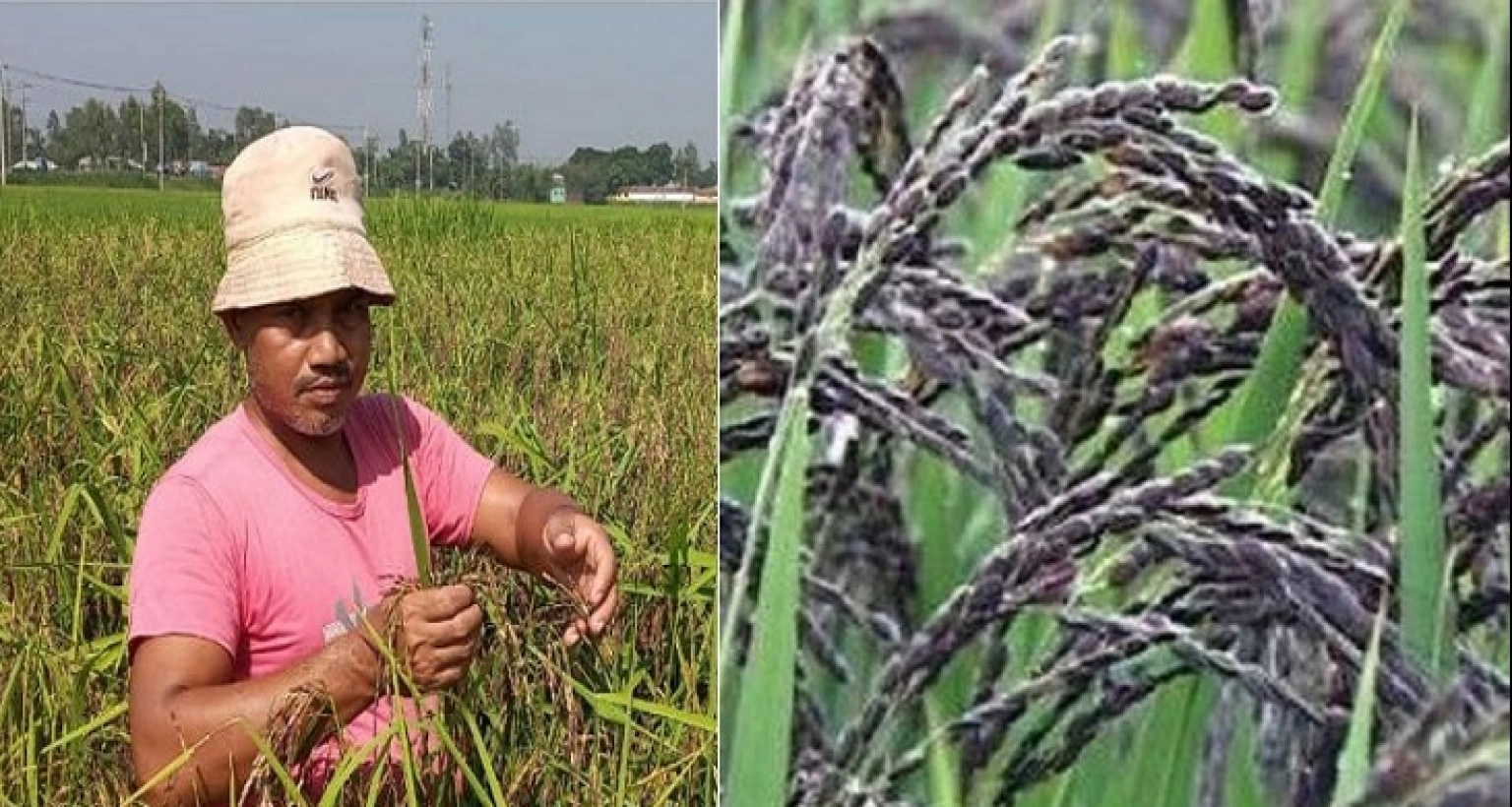 ব্ল্যাক রাইস আবাদ করে সাড়া ফেলেছেন শফিকুল!