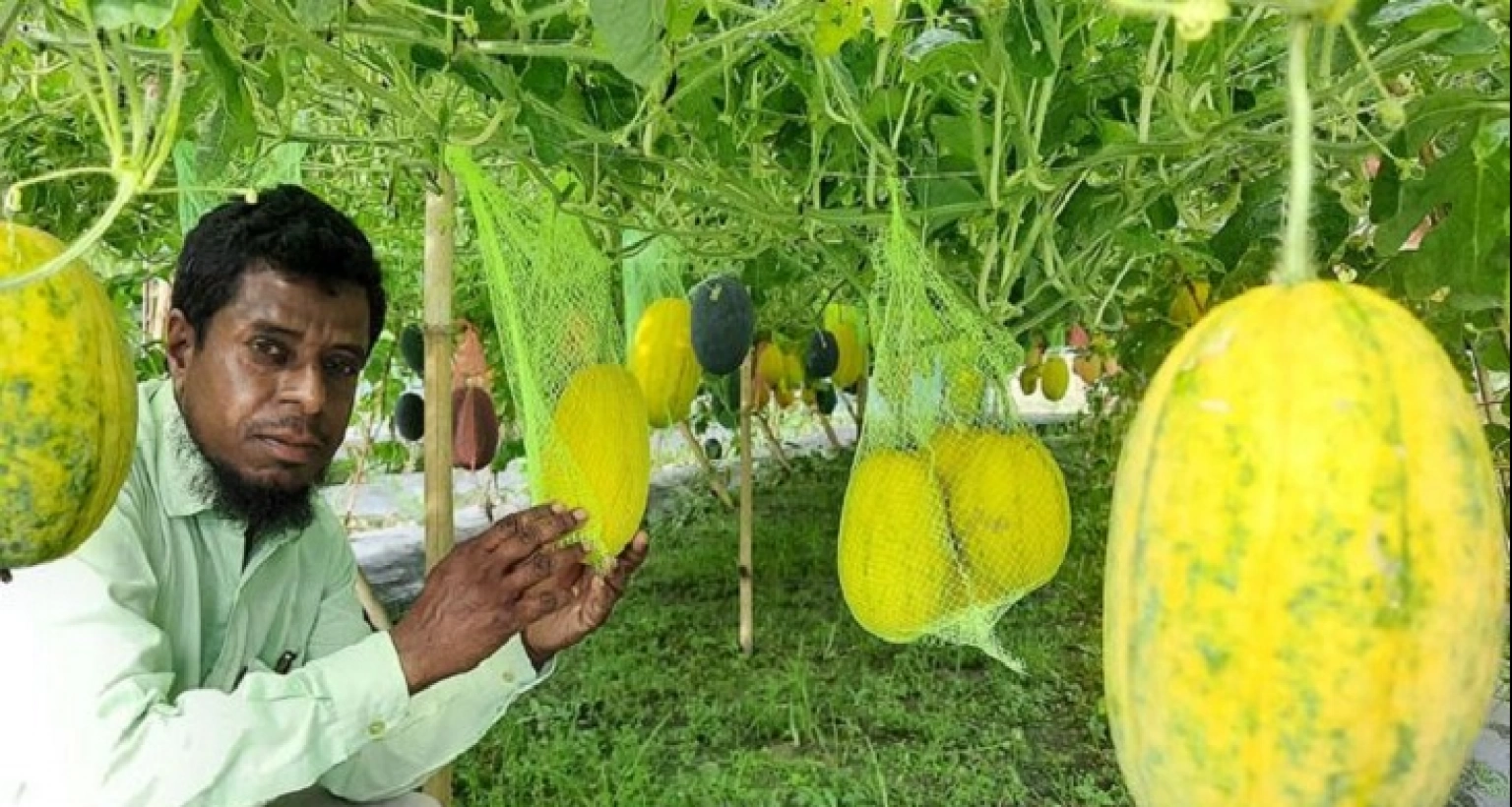 পরিবেশবান্ধব মালচিং পদ্ধতিতে অসময়ে তরমুজ উৎপাদনে অসাধারণ সাফল্য