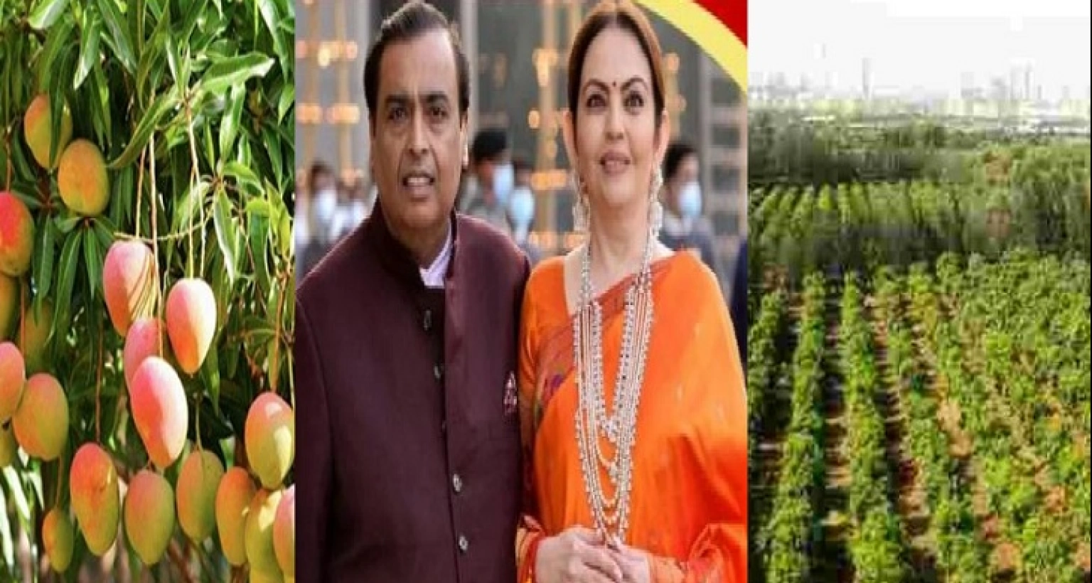 আম্বানি পরিবারের মহিলারা কখনোই সোনার গয়না পরেন না!