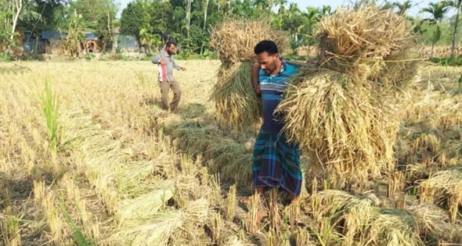 লাইভে সার্টিফিকেট ছিঁড়ে ফেলা সেই বাদশা এখন কৃষক