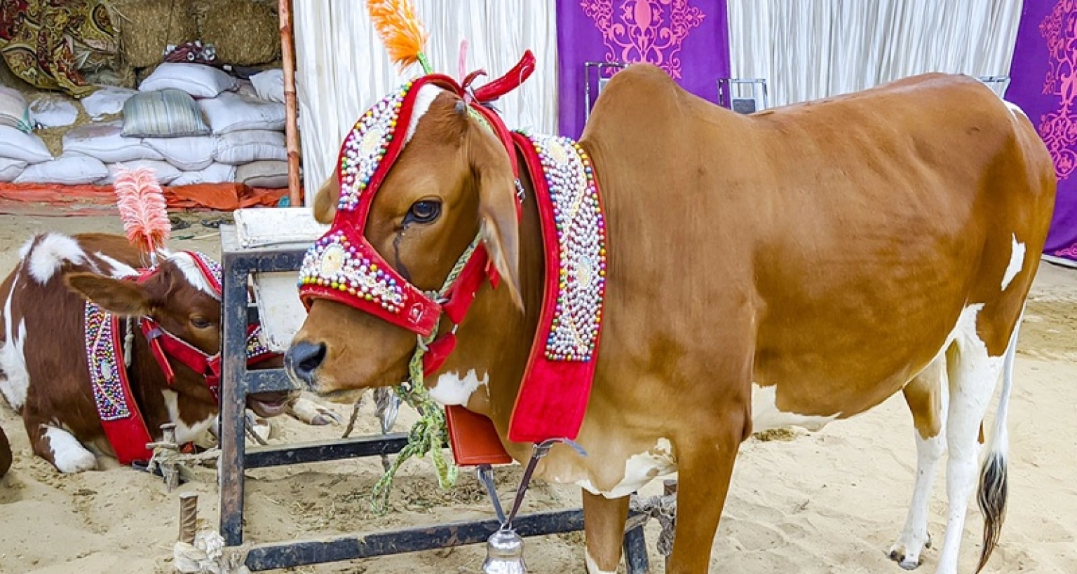 যে ভুলে কোরবানি শুদ্ধ হয় না