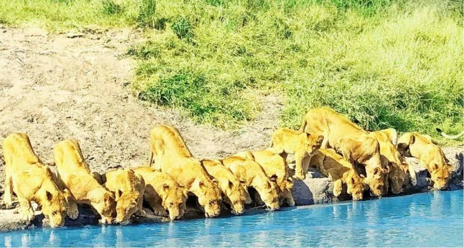 ধরা পড়ল এক বিরল দৃশ্য, ভাইরাল ভিডিও