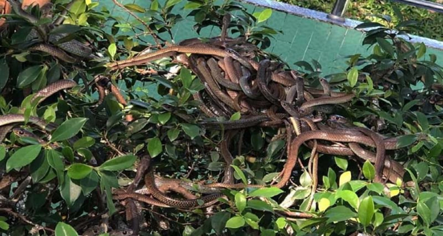 গাছে নেই কোনও ফুল-ফল, ঝুলছে 'শত শত বিষধর সাপ!'