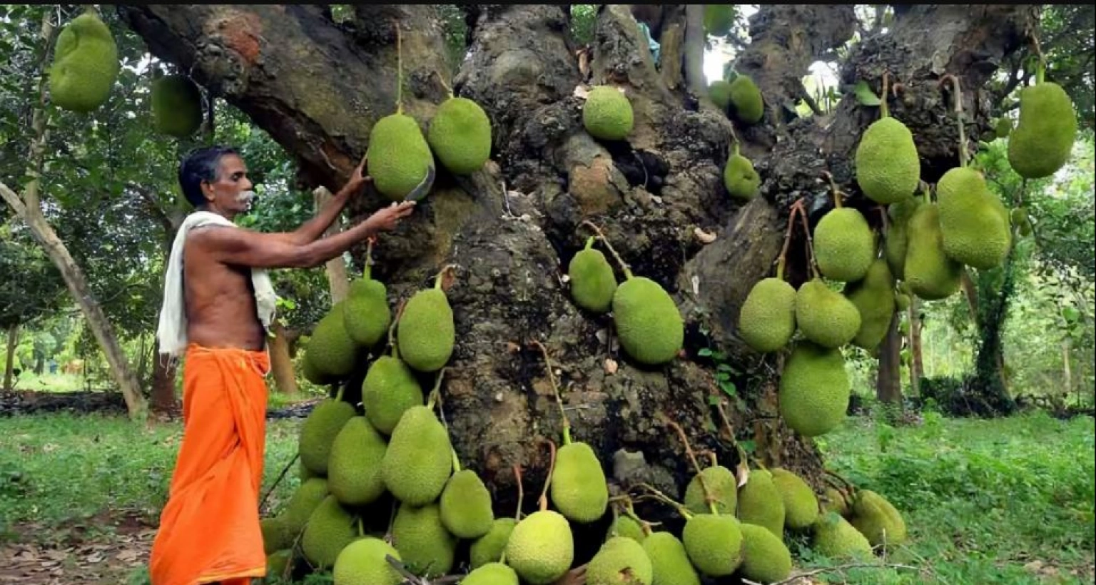 কাঁঠাল গাছটি টানা ২০০ বছর ধরে ফল দিয়ে যাচ্ছে!