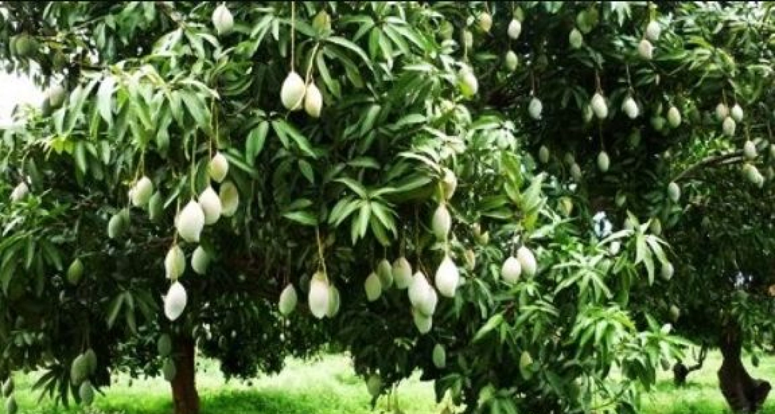 আম গাছের পাতা বিক্রি করে আয় লাখ লাখ টাকা, ২০ বছর পর্যন্ত করা যায়