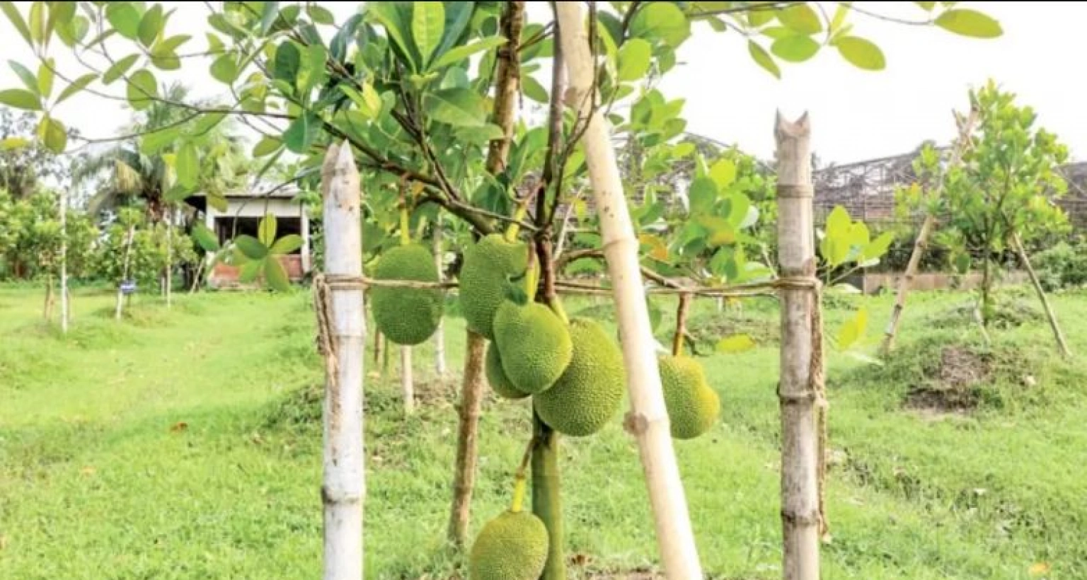 উদ্ভাবন হলো উচ্চফলনশীল আঠাবিহীন বারোমাসি জাতের কাঁঠাল