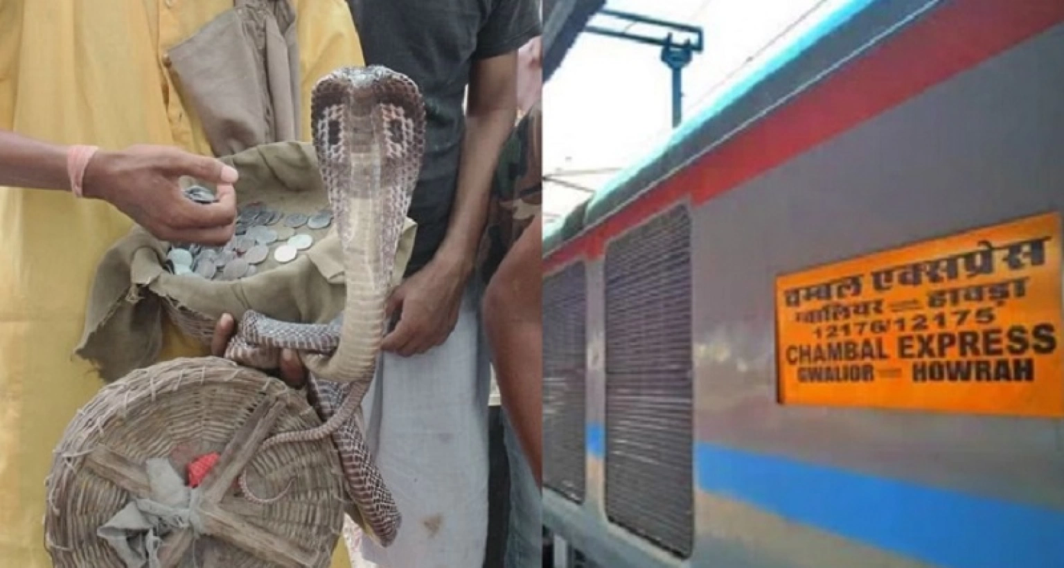যাত্রীদের ‘শিক্ষা’ দিতে চলন্ত ট্রেনে সাপ ছেড়ে দিলেন সাপুড়েরা