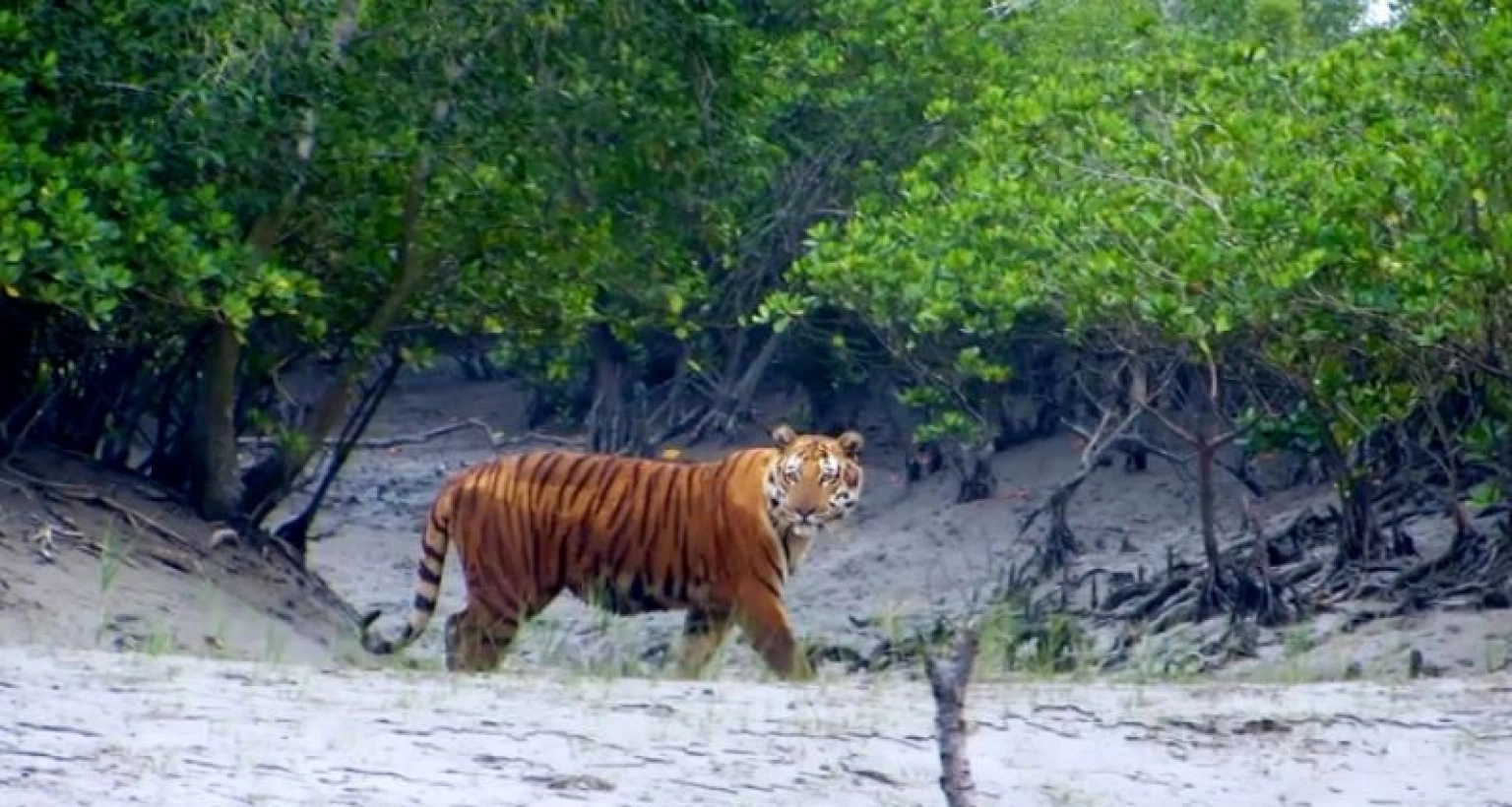 সুন্দরবনের প্রবেশদ্বার বলা হয় কোন অংশটিকে?