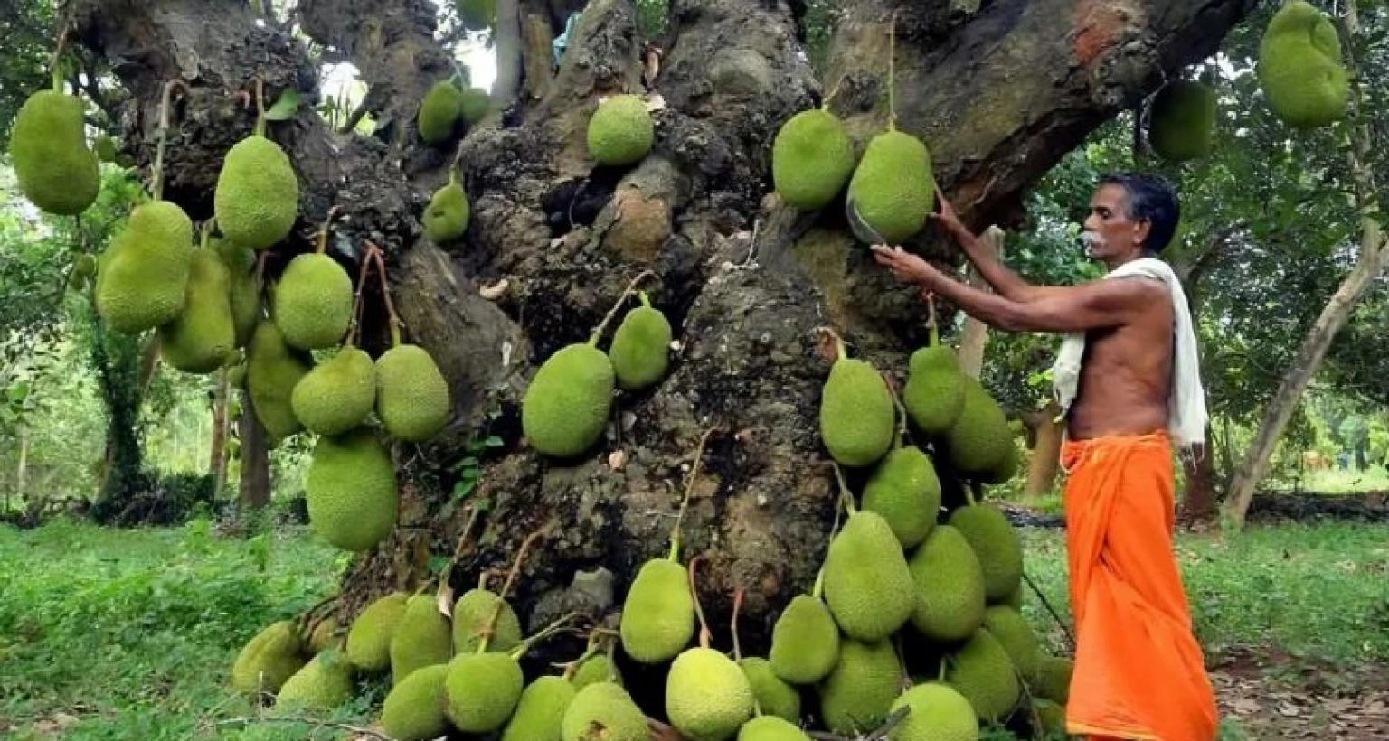 গাছটিতে শত শত কাঁঠাল ধরছে ২০০ বছর ধরে!