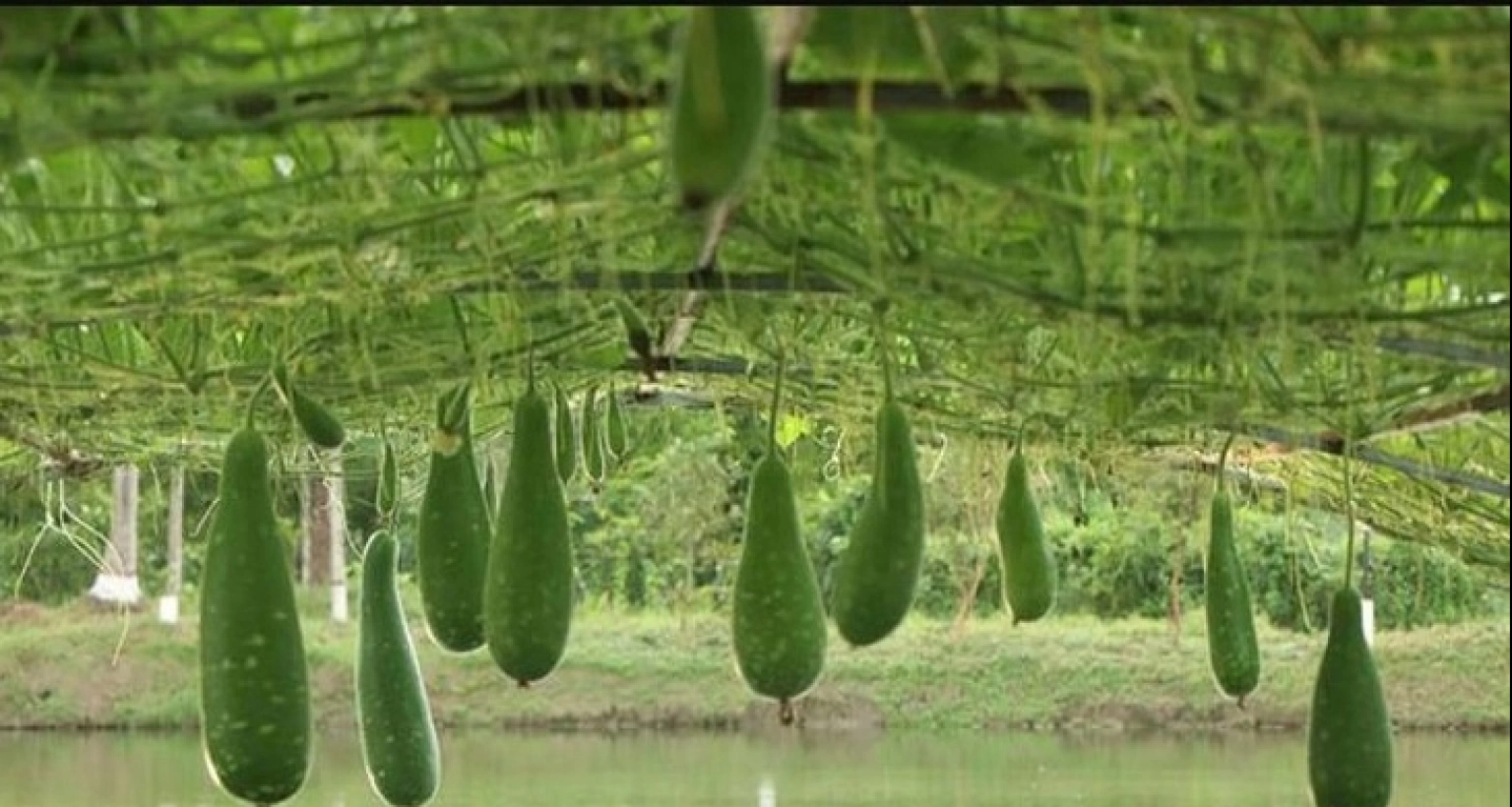 কম খরচে বেশি লাভ ভাসমান পদ্ধতিতে সবজি চাষে!