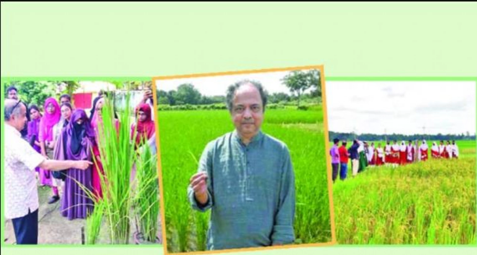 বিস্ময়কর উদ্ভাবন পঞ্চব্রীহি ধান, একবার রোপণে ৫ বার ফলন!