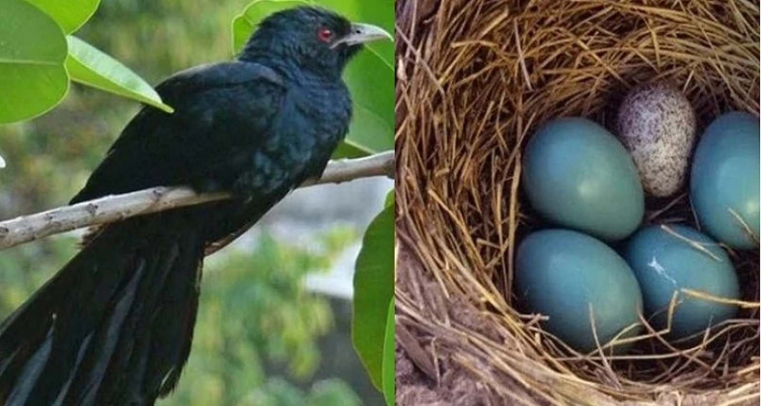 কোকিলের কাকের বাসায় ডিম পাড়ার কারণ জানলে অবাক হবেন