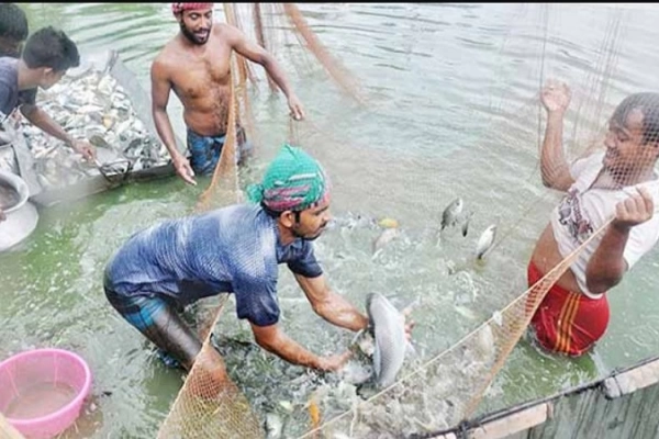  মলা-পুঁটি মাছের সঙ্গে রুই মাছের চাষ করা খুবই লাভজনক!