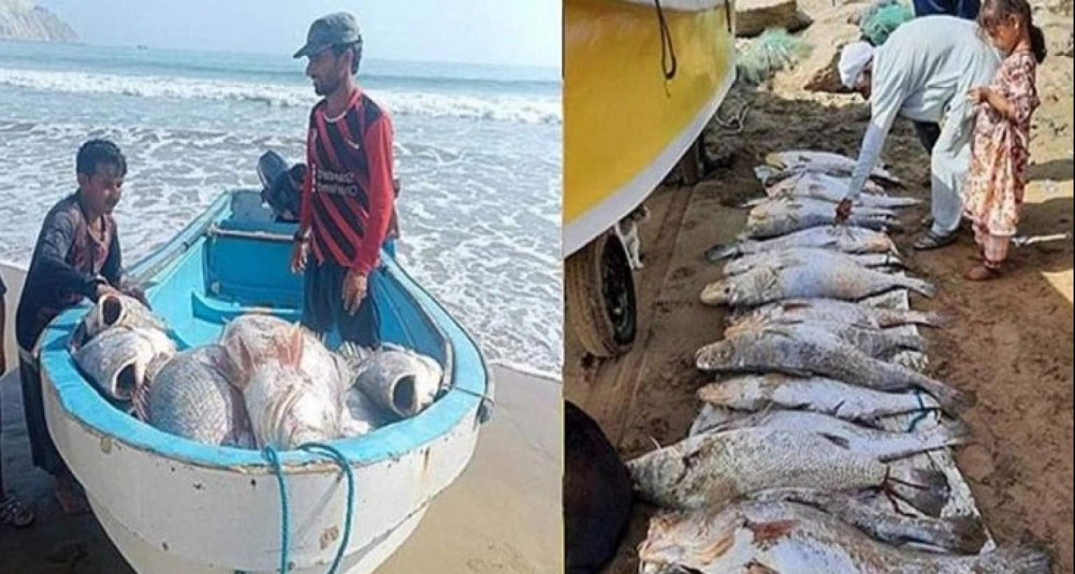 এক বিরল মাছের বদৌলতে এক দিনে কোটিপতি জেলে!