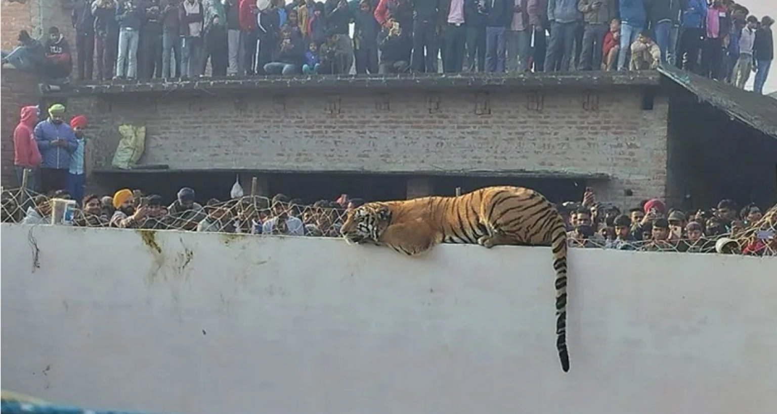 আমার ছেলে দৌড়ে এসে বলল, বাবা প্রাচীরে বাঘ বসে আছে