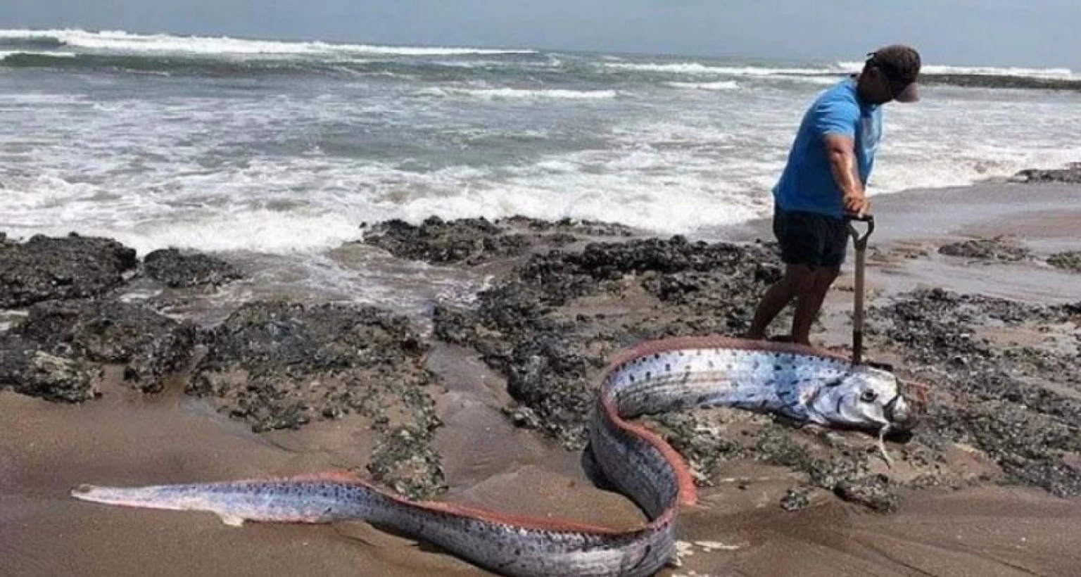 জাপানে ভূমিকম্পের পর এই মাছ নিয়ে কেন এত জল্পনা-কল্পনা, জানেন?