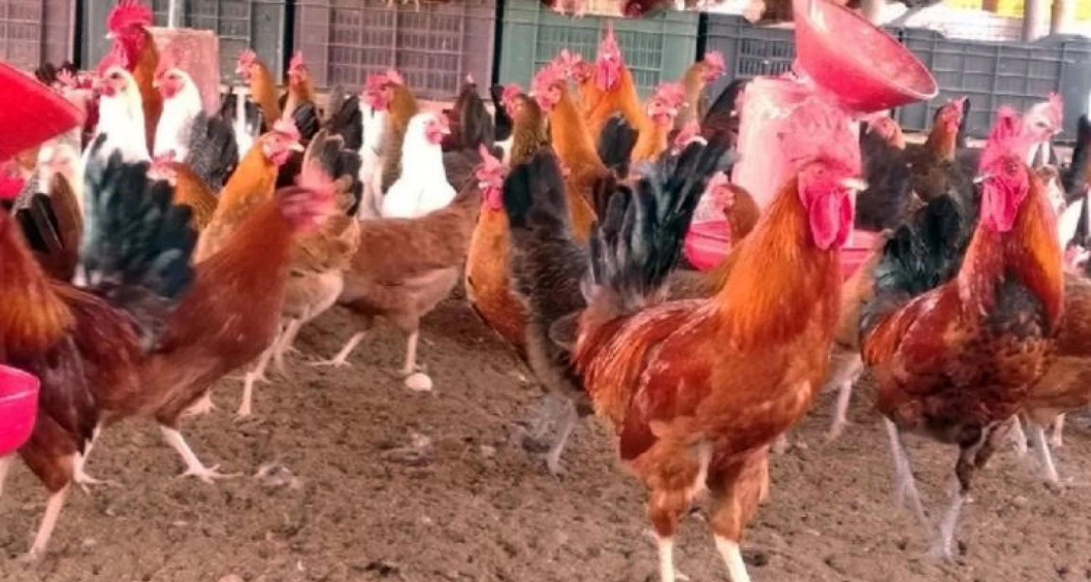 যে চাঞ্চল্যকর তথ্য বাংলাদেশের মুরগি নিয়ে!