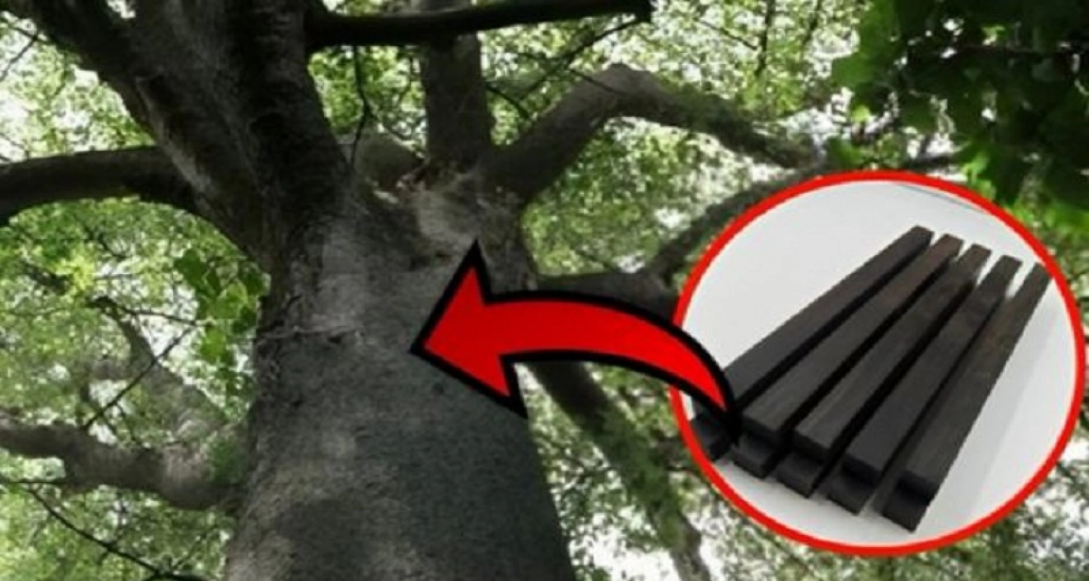 ১০ কেজি কাঠের মূল্য এক কোটি টাকা!