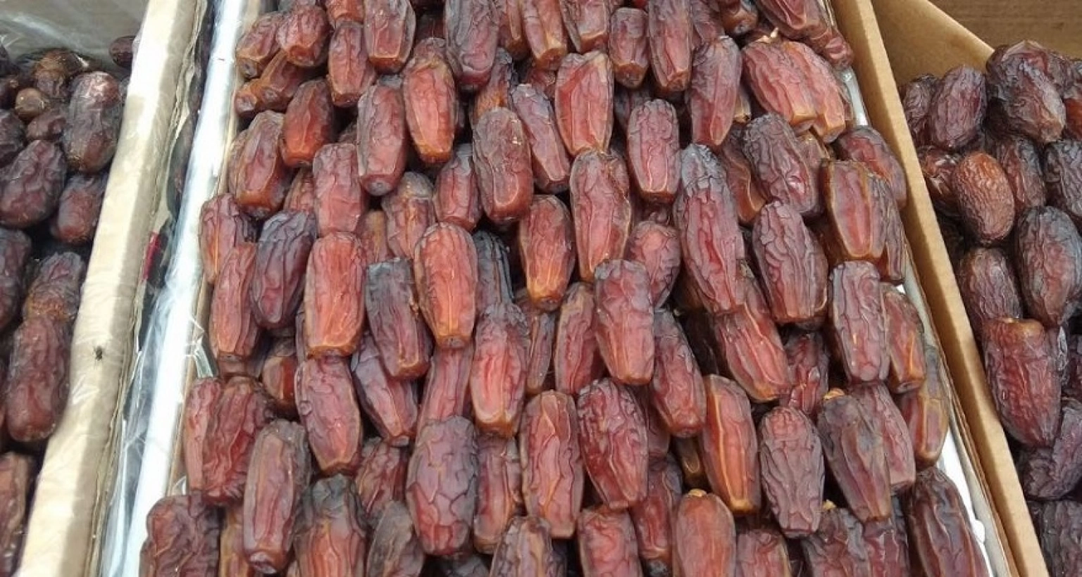 এবার সৌদির খেজুর উপহার ৯৩ দেশকে
