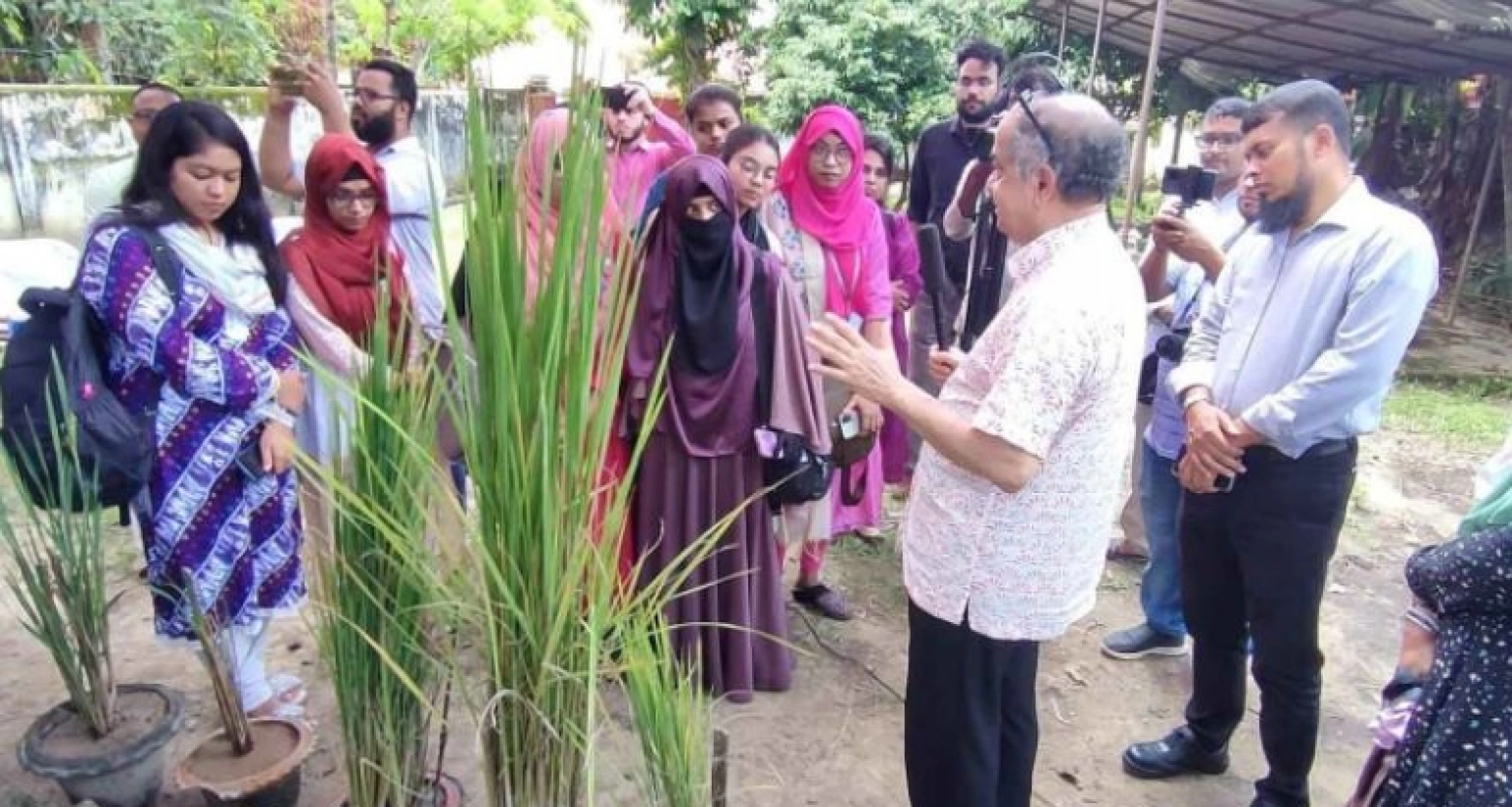  চমক সৃষ্টি নতুন ধানগাছ উদ্ভাবন করে, টানা পাঁচবার ফলন একবার লাগালেই