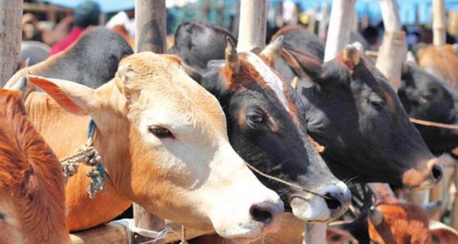 ১ লাখ ও ৯০ হাজার টাকা দামের গরু মিলছে ৭০-৭৫ হাজার টাকায়!