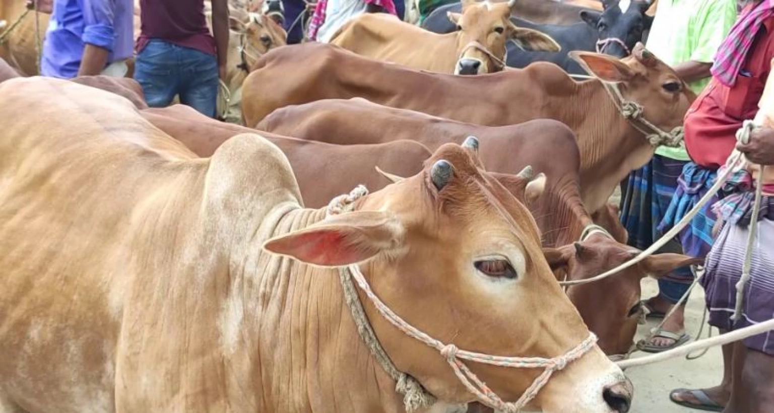 জানেন ঠাকুরগাঁওয়ে কেমন দামে বিক্রি হচ্ছে কোরবানির গরু?