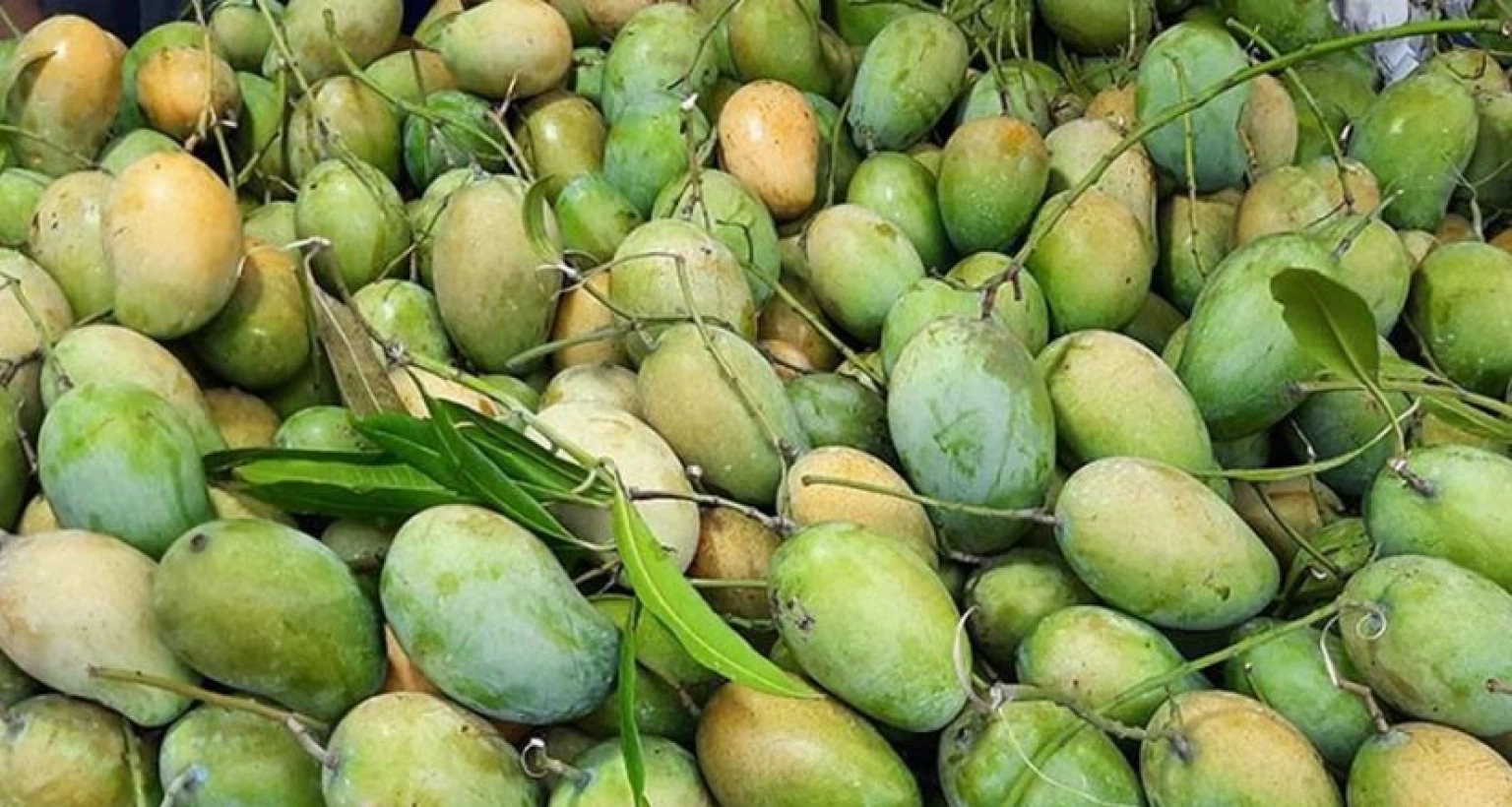 আমের বাজারে সুখবর