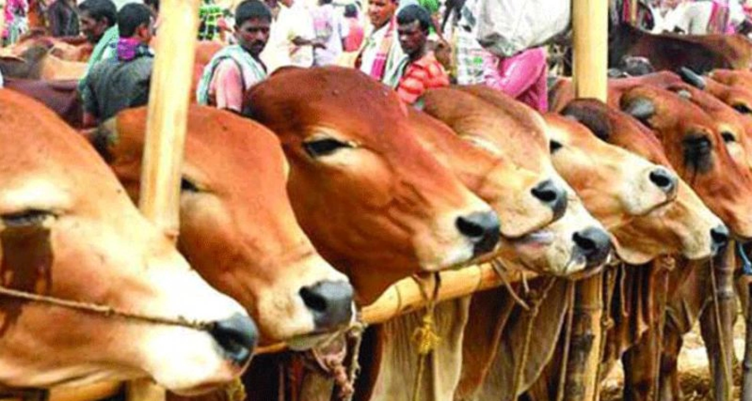  আসন্ন কোরবানির ঈদে গবাদি পশুর দাম কেমন থাকবে? যে আশঙ্কা