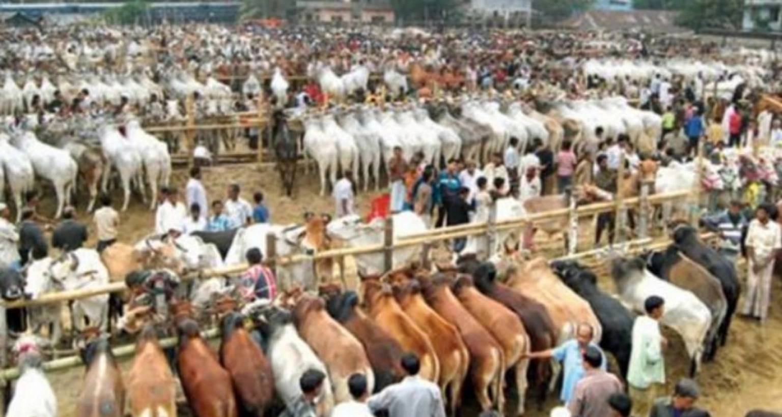 রাজধানীতে হঠাৎ গরুর দর কত হলো জানেন?