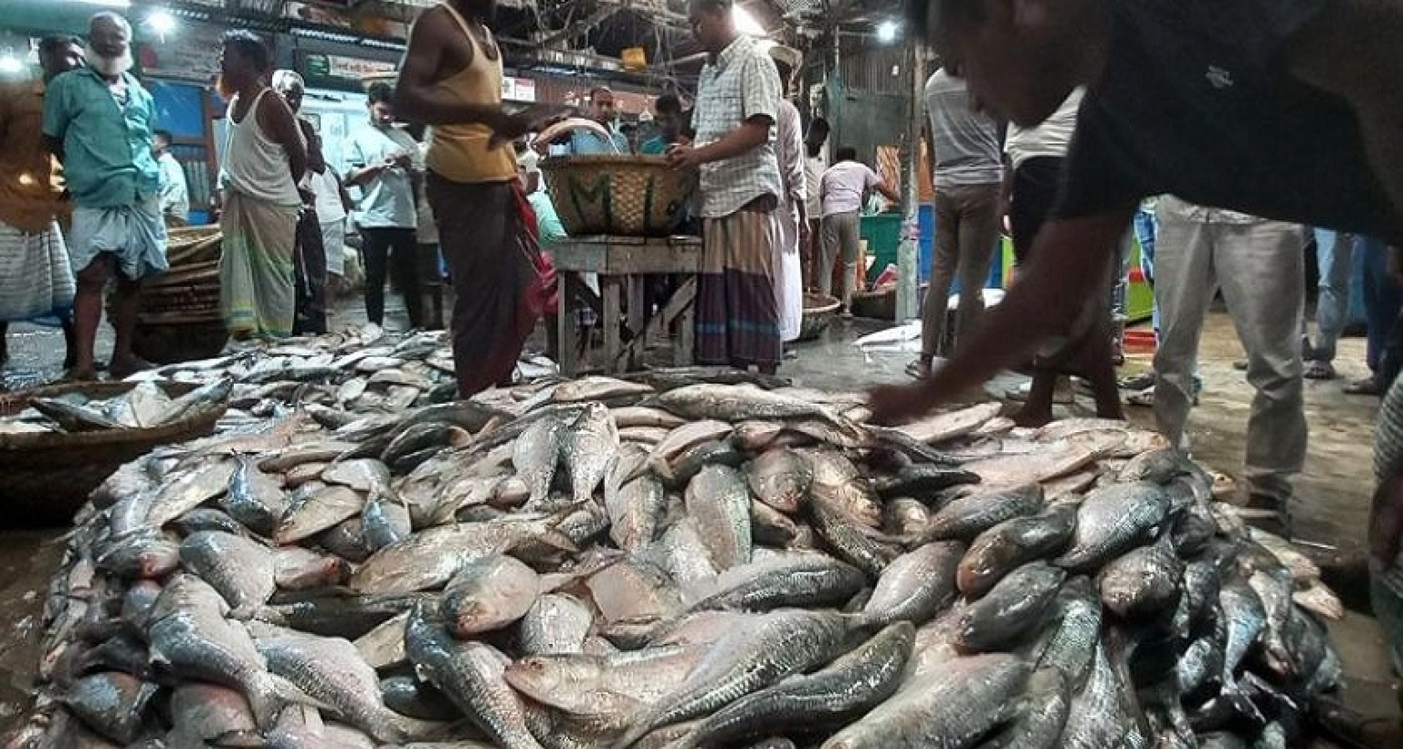 ইলিশের বাড়ি চাঁদপুরের স্টেশন মাছঘাটের কী অবস্থা? পাইকারি, খুচরা ও অনলাইনে কেনা-বেচা হয়
