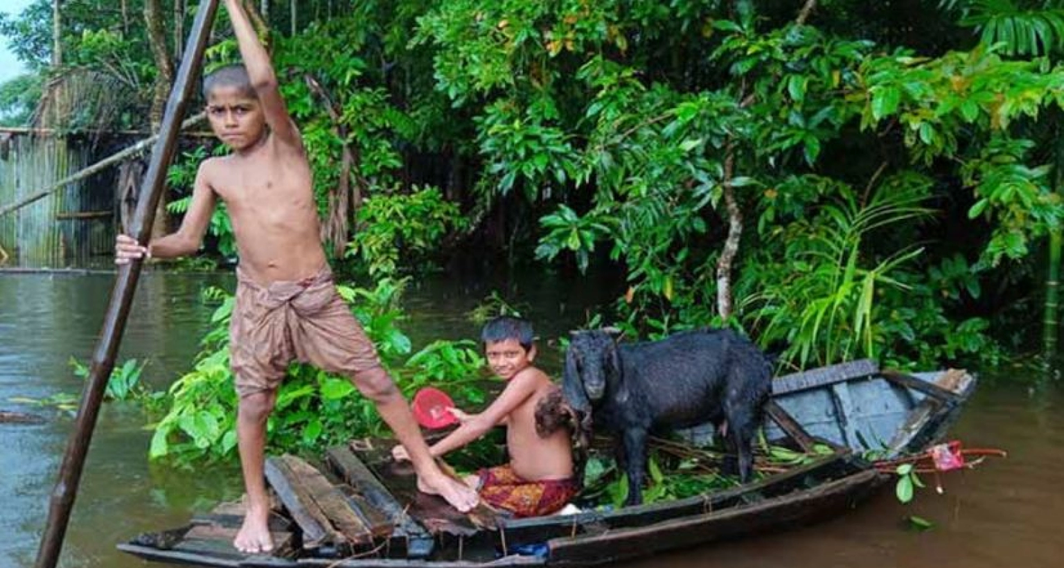 বন্যায় দুই লাখ গবাদিপশু মারা গেছে লক্ষ্মীপুরে